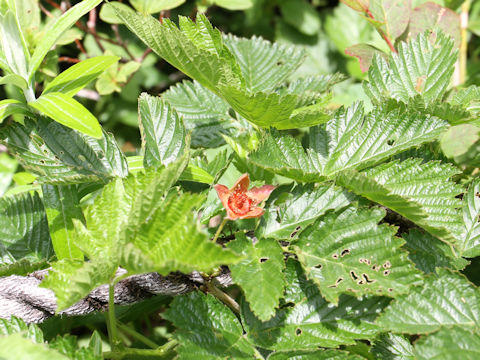 Rubus vernus