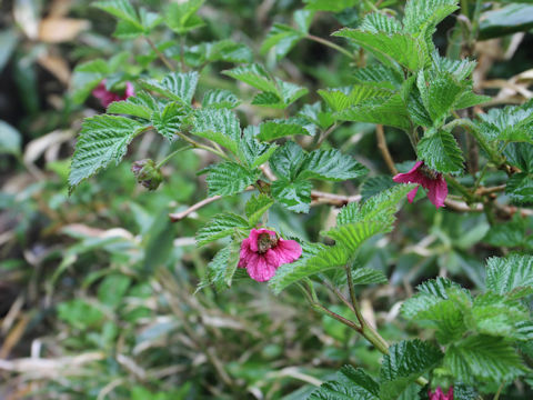 Rubus vernus