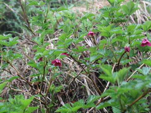 Rubus vernus