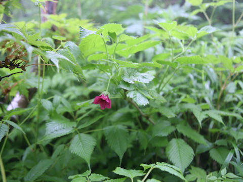 Rubus vernus