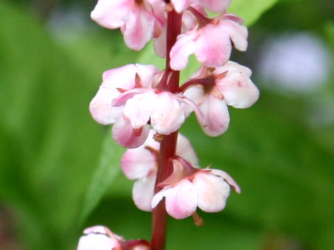 Pyrola incarnata