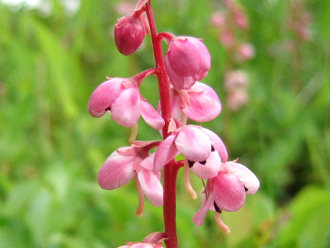 Pyrola incarnata