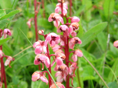 Pyrola incarnata