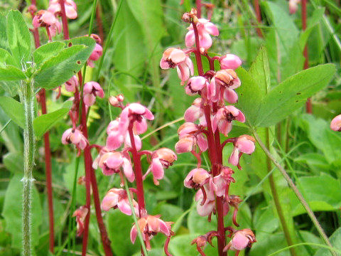 Pyrola incarnata