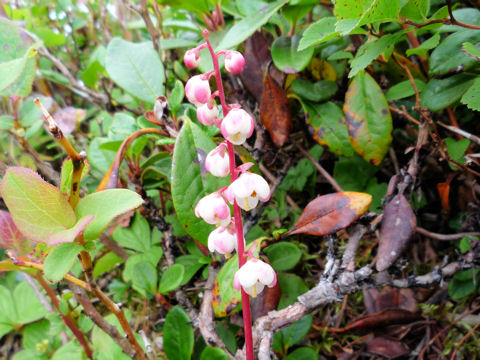 Pyrola incarnata