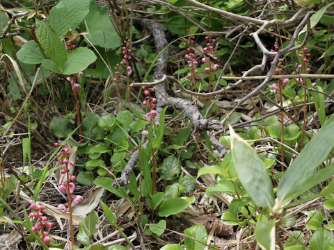 Pyrola incarnata