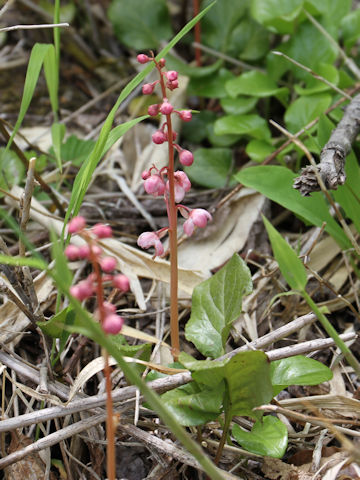 Pyrola incarnata