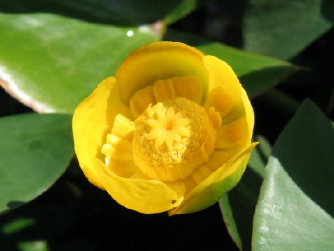 Nuphar japonicum f. rubrotinctum