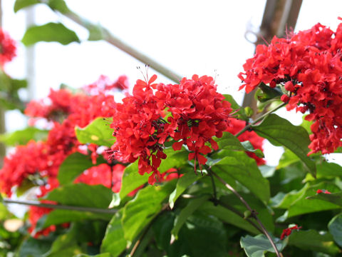 Clerodendrum splendens