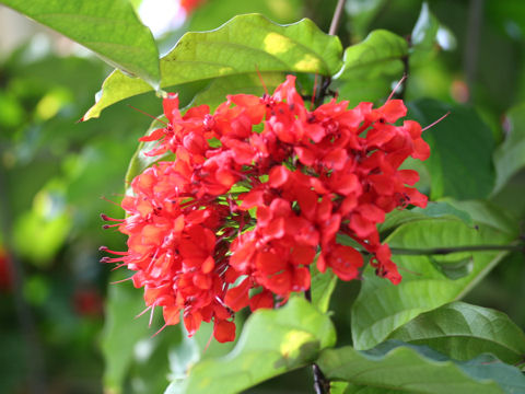 Clerodendrum splendens