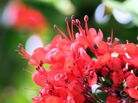 Clerodendrum splendens