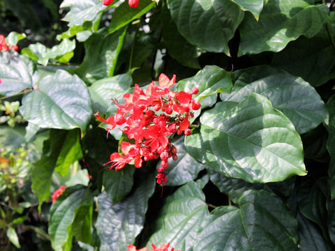 Clerodendrum splendens