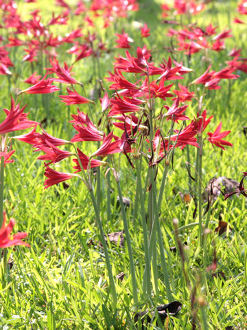 Amaryllis belladonna