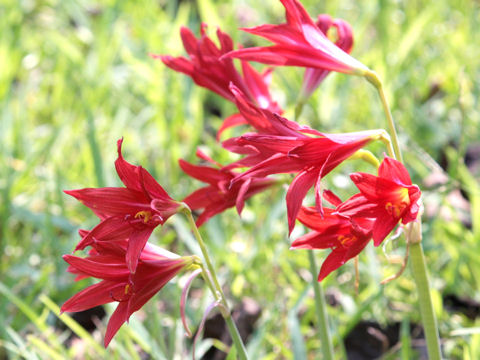 Amaryllis belladonna