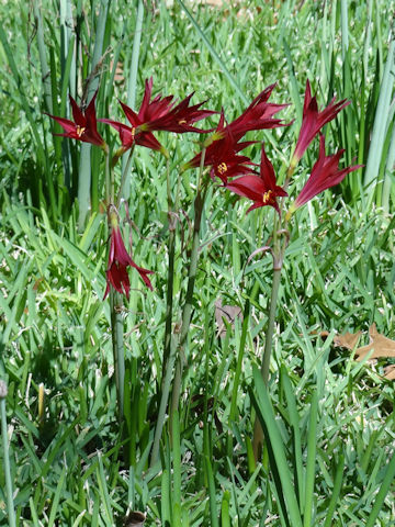 Amaryllis belladonna