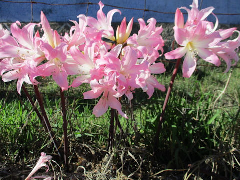 Amaryllis belladonna