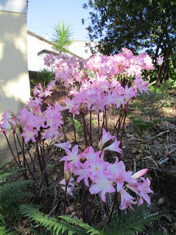 Amaryllis belladonna