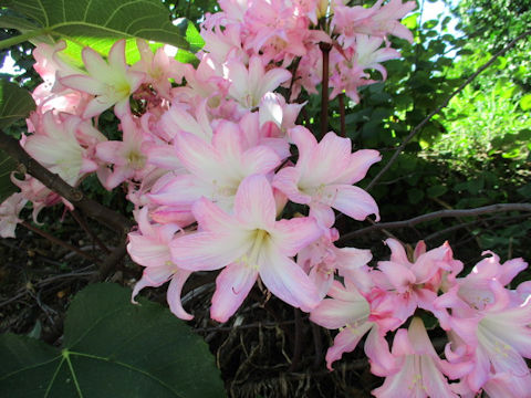 Amaryllis belladonna