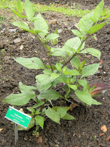 Atropa belladonna