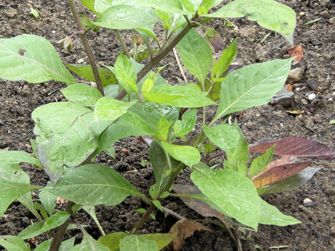 Atropa belladonna