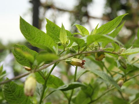 Atropa belladonna