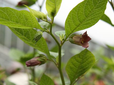 Atropa belladonna