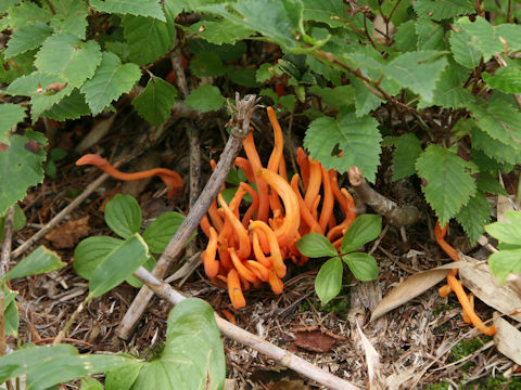 Clavulinopsis miyabeana