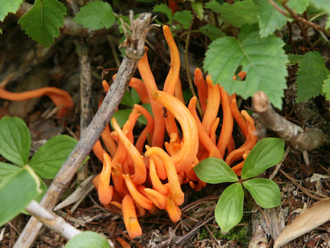 Clavulinopsis miyabeana