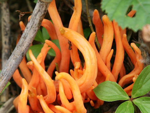 Clavulinopsis miyabeana