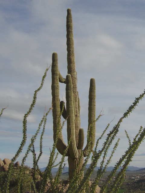 Carnegiea gigantea