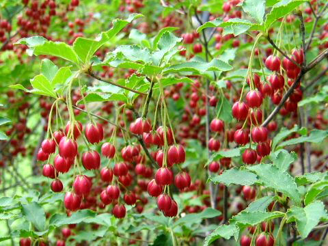 Enkianthus cernuus f. rubens