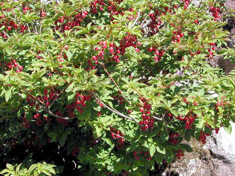 Enkianthus cernuus f. rubens