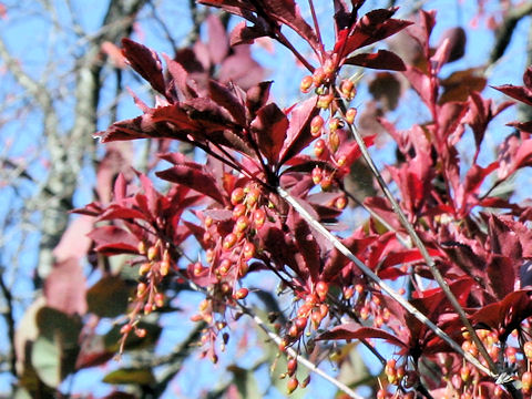 Enkianthus cernuus f. rubens