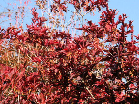 Enkianthus cernuus f. rubens