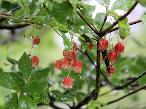 Enkianthus cernuus f. rubens