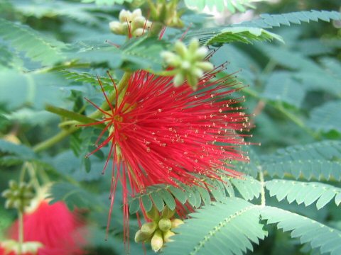 Calliandra eriophylla