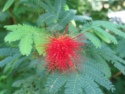 Calliandra eriophylla