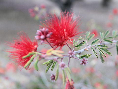 Calliandra eriophylla