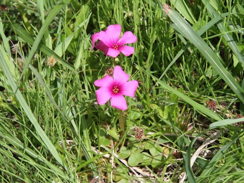 Oxalis brasiliensis