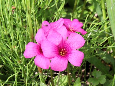 Oxalis brasiliensis