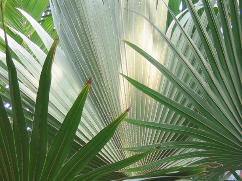 Latania lontaroides