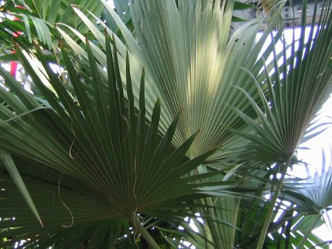 Latania lontaroides