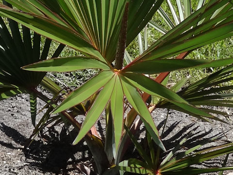 Latania lontaroides