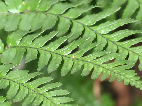 Dryopteris erythrosora