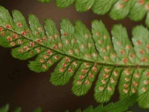 Dryopteris erythrosora