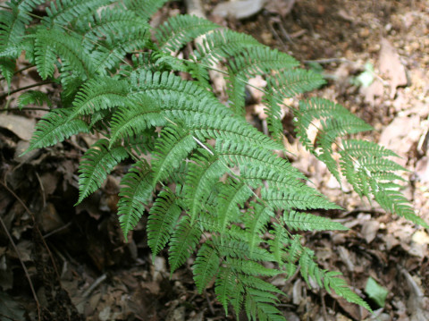 Dryopteris erythrosora