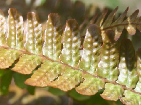 Dryopteris erythrosora