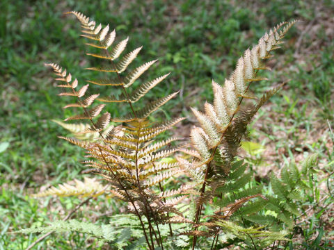 Dryopteris erythrosora