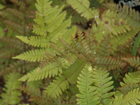 Dryopteris erythrosora