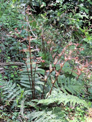 Dryopteris erythrosora